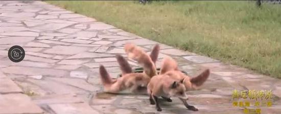 青丘狐传说剧照